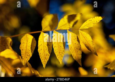 Herbstfarben im Dezember im Red Bud Isle Park in Austin, Texas Stockfoto