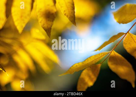 Herbstfarben im Dezember im Red Bud Isle Park in Austin, Texas Stockfoto