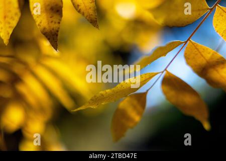 Herbstfarben im Dezember im Red Bud Isle Park in Austin, Texas Stockfoto