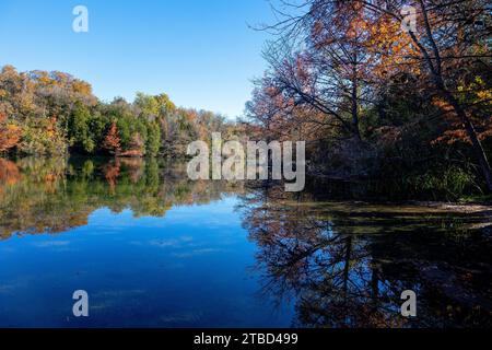 Herbstfarben im Dezember im Red Bud Isle Park in Austin, Texas Stockfoto