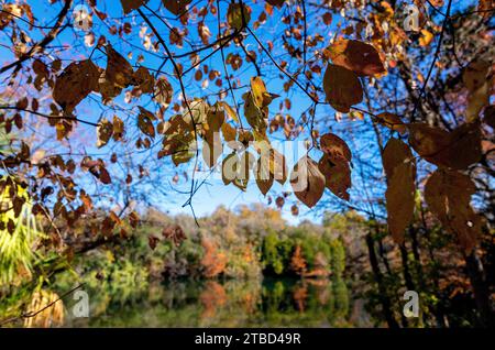 Herbstfarben im Dezember im Red Bud Isle Park in Austin, Texas Stockfoto