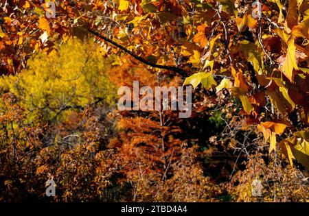 Herbstfarben im Dezember im Red Bud Isle Park in Austin, Texas Stockfoto