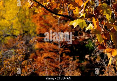 Herbstfarben im Dezember im Red Bud Isle Park in Austin, Texas Stockfoto