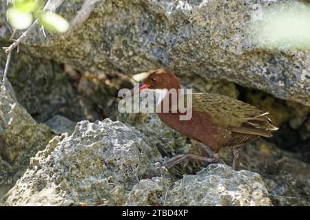 Aldabra Weiße-Hals-Bahn (Dryolimnas cuvieri aldabranus), flugunfähiger Vogel, UNESCO-Weltkulturerbe, Aldabra Atoll, Seychellen Stockfoto