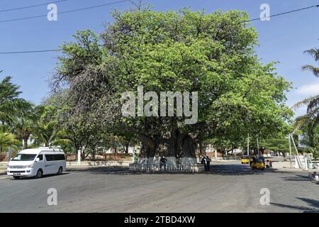 Afrikanischer Baobab (adansonia digitata), etwa 1000 Jahre alt, Mahajanga, Madagaskar Stockfoto