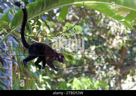 Schwarzer Lemur (Eulemur Macaco), Lemur, Ampangorinana, Nosy Komba, Madagaskar Stockfoto