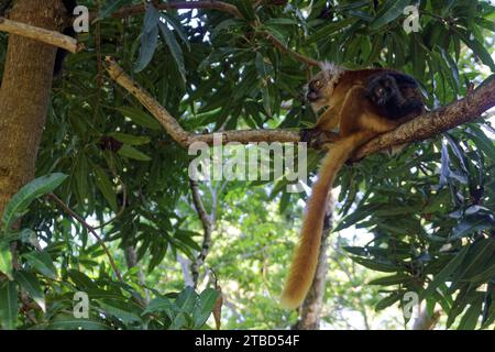 Schwarzer Lemur (Eulemur macaco), Mutter mit Jungen, Ampangorinana, Nosy Komba, Madagaskar Stockfoto