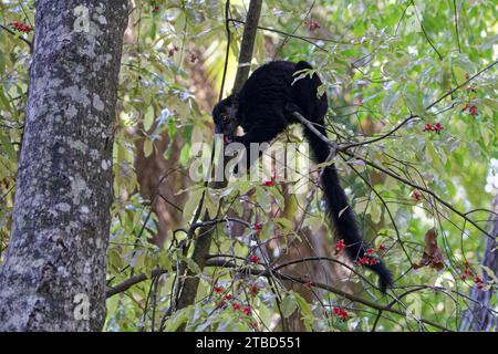 Schwarzer Lemur (Eulemur macaco), Lemur, isst rote Früchte, Ampangorinana, Nosy Komba, Madagaskar Stockfoto