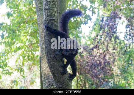 Schwarzer Lemur (Eulemur Macaco), Lemur, Ampangorinana, Nosy Komba, Madagaskar Stockfoto