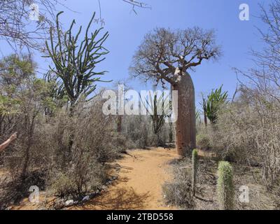 Afrikanischer Baobab (adansonia digitata) im Spiny Forest, Ifaty, Madagaskar Stockfoto