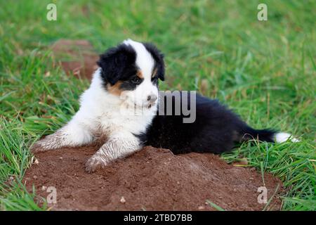 Miniatur American Shepherd (Canis Lupus familiaris) Welpe, Ein Welpe auf einem Erdhügel, Rheinland-Pfalz, Deutschland Stockfoto