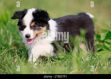 Miniatur American Shepherd (Canis Lupus familiaris) Welpe, Welpe läuft über eine Wiese, Rheinland-Pfalz, Deutschland Stockfoto