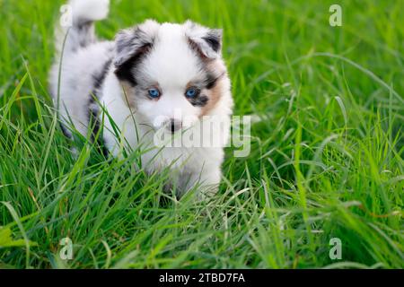 Miniatur American Shepherd (Canis Lupus familiaris) Welpe, Welpe stehend im hohen Gras, Rheinland-Pfalz, Deutschland Stockfoto