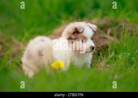 Miniatur American Shepherd (Canis Lupus familiaris) Welpe, Welpe stehend im hohen Gras, Rheinland-Pfalz, Deutschland Stockfoto