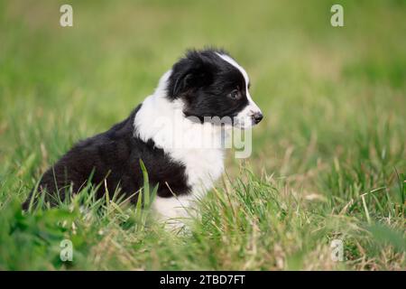 Miniatur American Shepherd (Canis Lupus familiaris) Welpe, Welpe sitzend im Gras, Rheinland-Pfalz, Deutschland Stockfoto