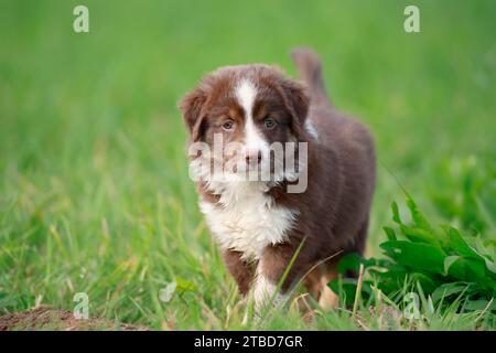 Miniatur American Shepherd (Canis Lupus familiaris) Welpe, Welpe stehend auf einer Wiese, Rheinland-Pfalz, Deutschland Stockfoto