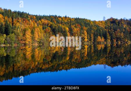 Bergsee, bunter Herbstwald im Nussensee, Salzkammergut, Salzburger Land, Österreich Stockfoto