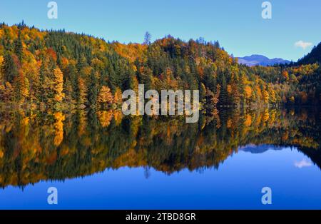 Bergsee, bunter Herbstwald im Nussensee, Salzkammergut, Salzburger Land, Österreich Stockfoto