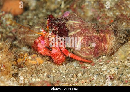 Nahaufnahme der roten Einsiedelkrabbe (Dardanus calidus) mit zwei parasitischen Seeanemonen Einsiedelanemone (Calliactis parasitica) Krabbeln Krabbeln Krabbeln Krabbeln Krabbeln Stockfoto