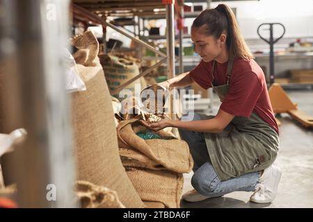 Seitenansicht Porträt einer lächelnden jungen Frau, die frische Kaffeebohnen in der Kaffeerösterei schöpft und Qualitätsprüfung, Kopierraum durchführt Stockfoto