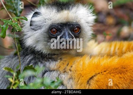 Diademed sifaka / Diademed simpona (Propithecus diadema) juvenile im Baum, Andasibe-Mantadia Nationalpark, Moramanga, Alaotra-Mangoro, Madagaskar Stockfoto