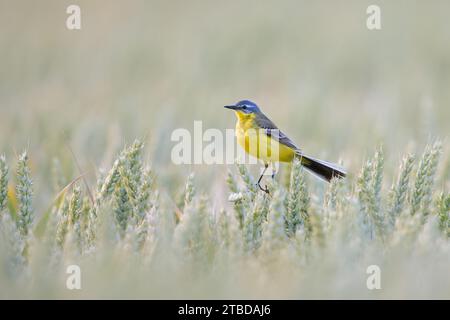 Blauköpfiger Bachstelz (Motacilla flava flava), der im Sommer auf Getreidefeld/Maisfeld sitzt Stockfoto