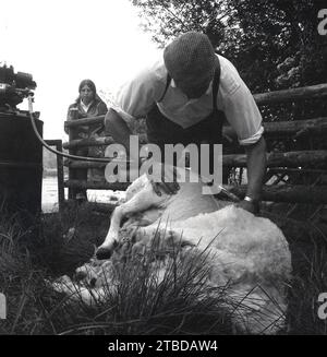 1970er Jahre, historisch, stehend an einem hölzernen Tor, ein Mädchen, das ein Schaf sieht, das von einem Mann in einer flachen Kappe geschert wird, mit einem elektrischen Scherer sein geschwollenes Fell abzieht, eine Praxis, die normalerweise einmal im Jahr in England, Großbritannien durchgeführt wird. Stockfoto