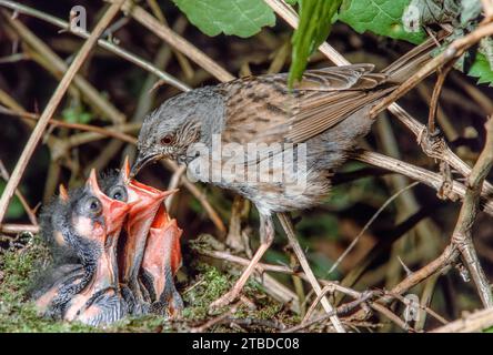 Dunnock (Prunella modularis) füttert seine Küken am Nest in einem Wald. Bas-Rhin, Elsass, Grand Est, Frankreich, Europa. Stockfoto