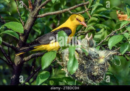 Eurasischer Goldener Oriole (Oriolus oriolus), männlich, der seine Küken in ihrem Nest füttert. Bas-Rhin, Elsass, Grand Est, Frankreich, Europa. Stockfoto