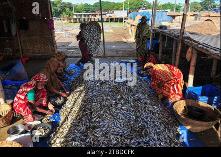 4. Dezember 2023 Sylhet-Bangladesch: Frauen sind mit der Verarbeitung von getrockneten Fischen in Lama Kazi in Sylhet, Bangladesch beschäftigt. Saisonale Trockenfischhändler sind damit beschäftigt, Fische auf Bühnen in Lama Kazi in Sylhet zu trocknen. Jedes Jahr, wenn der Winter kommt, werden die kleinen Fischarten, die im örtlichen Flusskanal Beel-haor gefangen werden, zu Großhandelspreisen gekauft, getrocknet und an Großhändler in verschiedenen Teilen des Landes verkauft, wobei der Wert von Hunderten Taka geschätzt wird. Hier bauen 70 Unternehmer an bestimmten Orten Lofts und geben Trockenwaren, 1500 bis 2000 Menschen sind an dieser Arbeit von Trockenwaren beteiligt Stockfoto