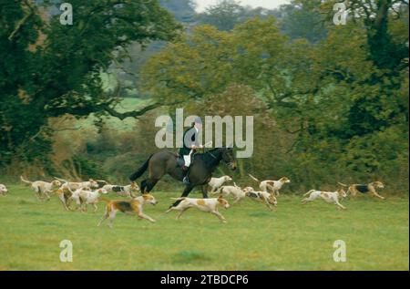 Captain Ian Farquhar, gemeinsamer Meister des Herzogs von Beaufortl Hunt, huti8ng mit einem Rudel Fuchshunde. Herbstjagd, also bevor die Saison beginnt. Badminton, Gloucestershire, England, 1999 1990er Jahre Großbritannien HOMER SYKES Stockfoto