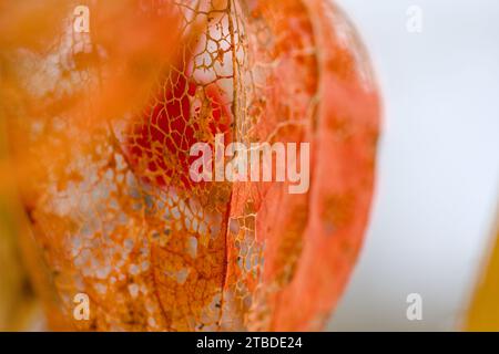 Eine gefrorene Orangenphysalis, die im Winter mit Schnee bedeckt ist Stockfoto