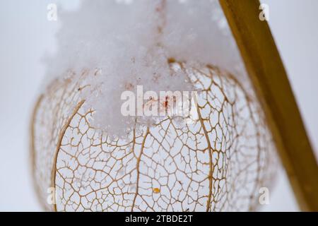 Eine gefrorene Orangenphysalis, die im Winter mit Schnee bedeckt ist Stockfoto