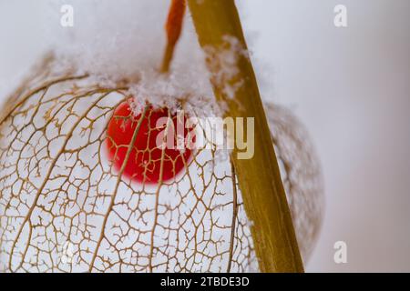 Eine gefrorene Orangenphysalis, die im Winter mit Schnee bedeckt ist Stockfoto