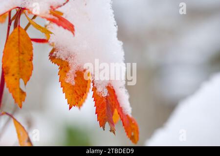 Detaillierte Pflanzenstücke, die im Winter mit Schnee bedeckt sind, Makro Stockfoto