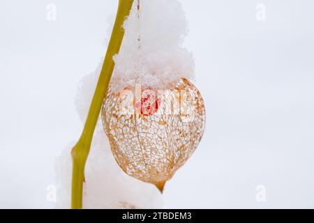 Eine gefrorene Orangenphysalis, die im Winter mit Schnee bedeckt ist Stockfoto