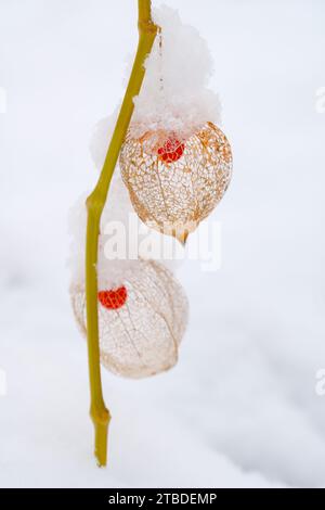 Eine gefrorene Orangenphysalis, die im Winter mit Schnee bedeckt ist Stockfoto