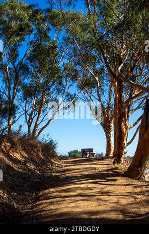 Blick auf die Polo-Felder, die Berge, den Küstenstrand und die Eukalyptusbäume im will Rogers State Historic Park in den Pacific Palisades Stockfoto