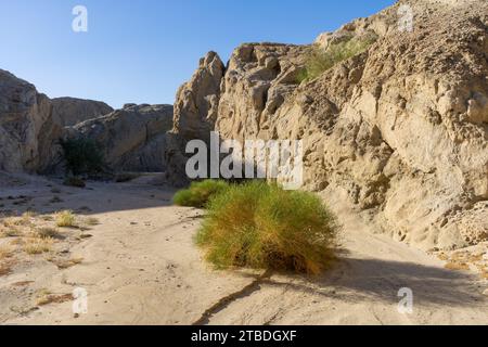 Box Canyon Wash, ein trockener, staubiger, leerer Canyon in Südkalifornien. Fotos, die im Morgenlicht aufgenommen wurden Stockfoto