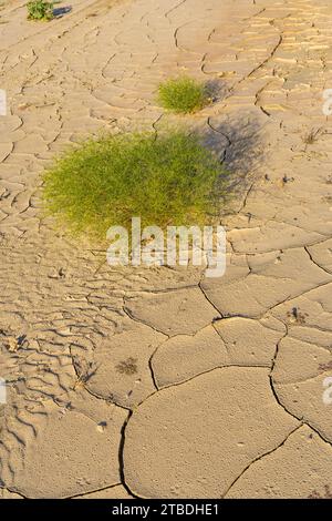 Mudcracks oder zerrissener Schlamm in der mojave-Wüste mit einem kleinen, lebhaften grünen Busch, der daneben wächst. Stockfoto