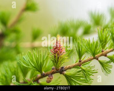 Lärchenbaum frisch rosa Zapfen blühen im Frühling auf Naturhintergrund. Zweige mit jungen Nadeln Europäische Lärche Larix Dischidua mit rosa Blüten. Stockfoto