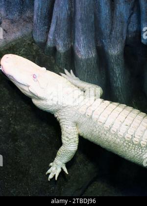 Albino American Alligator an der California Academy of Sciences, San Francisco, Kalifornien Stockfoto