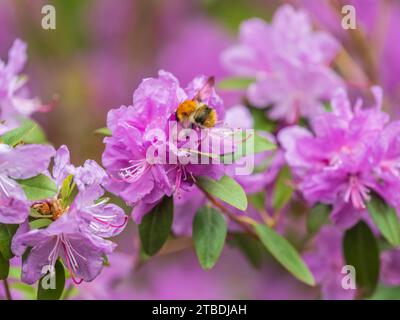 Rosafarbene Blüten des sibirischen Rhododendron-Kopierraums. Rhododendron dauricum. Frühjahrsblüte des Altai Rhododendron. Nahaufnahme von Rhododendron dauricu Stockfoto