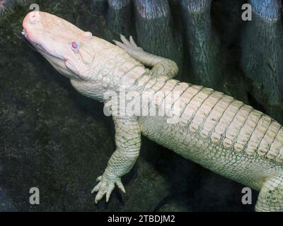 Albino American Alligator an der California Academy of Sciences, San Francisco, Kalifornien Stockfoto