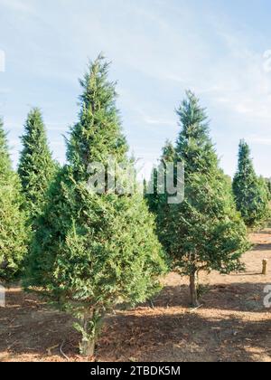 Weihnachtsbaumfarm - Schneide Deine Eigenen Stockfoto