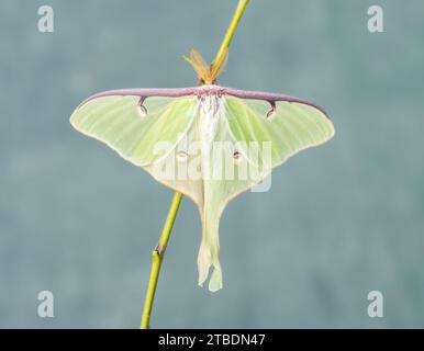 Makro einer Luna-Motte (Actias luna). Draufsicht mit offenen Flügeln. Stockfoto