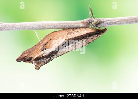 Makro eines westlichen Tigerschwalbenschwanz-Schmetterlings chrysalis (papilio rutulus), der an einem Zweig hängt. Grüner Hintergrund. Stockfoto