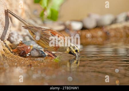 Cirl Bunting (Emberiza cirlus) Trinkwasser. Unscharfer Hintergrund. Männlicher Vogel. Stockfoto