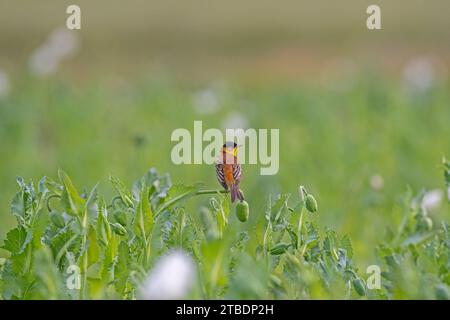 Schwarzkopfbunt (Emberiza melanocephala) an Mohnkegeln. Männlicher Vogel Stockfoto