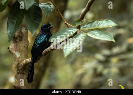 Der Dicrurus paradiseus (Dicrurus paradiseus) ist ein mittelgroßer asiatischer Vogel Stockfoto